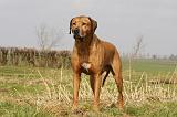 RODESIAN RIDGEBACK 031
